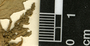 Chenopodium ambrosioides L., Guatemala, P. C. Standley 2216, F